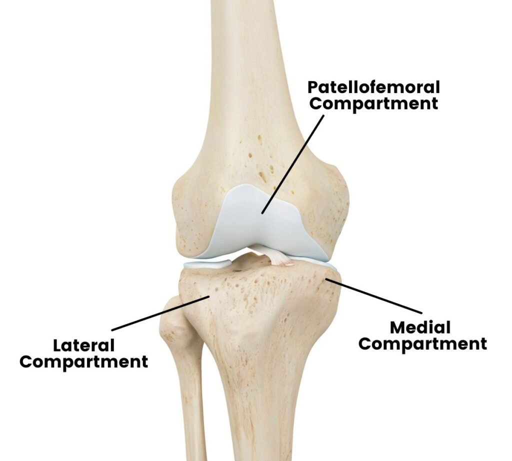 knee anatomy